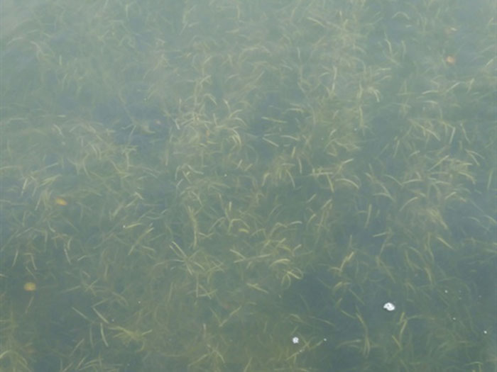 沉水植物微齿眼子菜